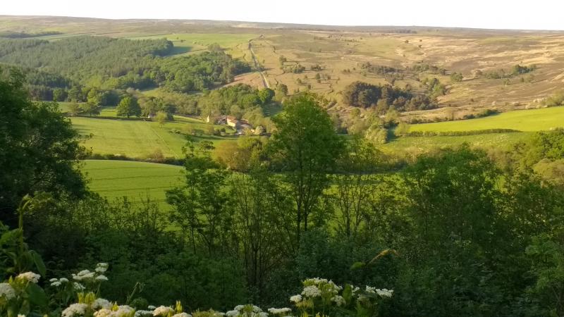 Looking across to Spaunton Moor