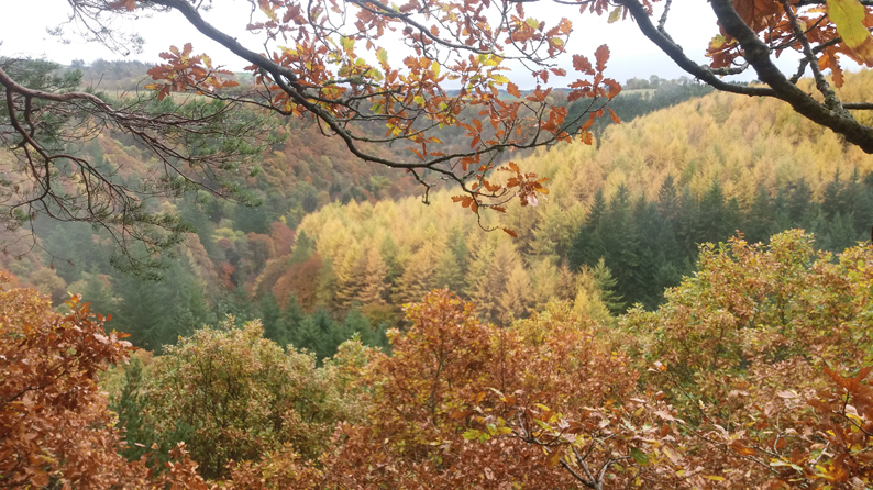 AUTUMN COLOURS AT STAWARD GORGE
