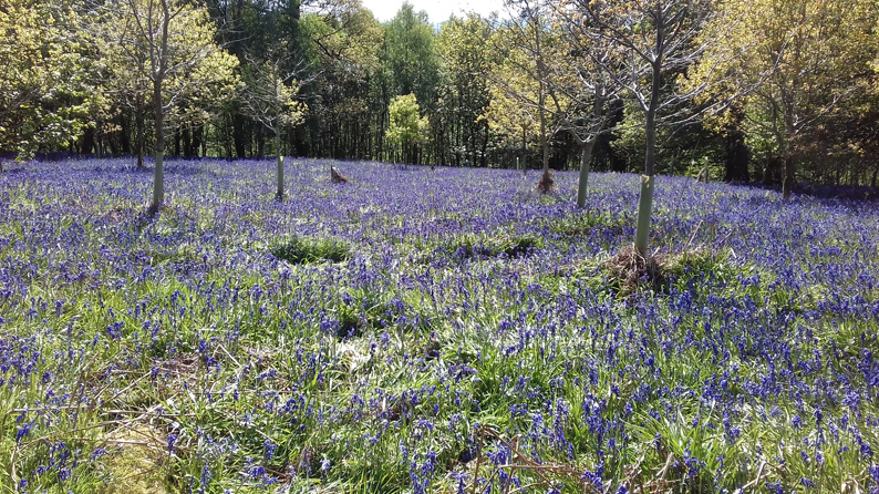 BLUEBELLS IN FLAKEBRIDGE WOOD