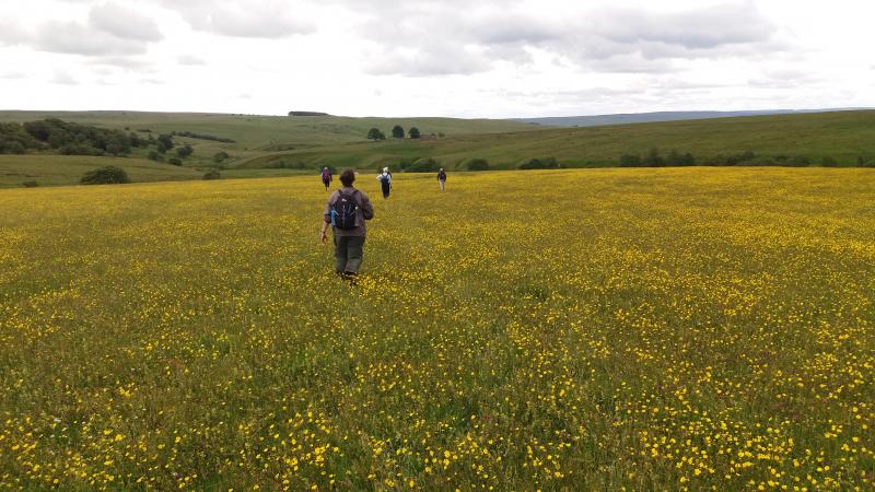 HAYMEADOW NEAR GREENHAUGH
