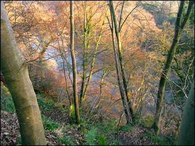 05. EDENSIDE WOODS