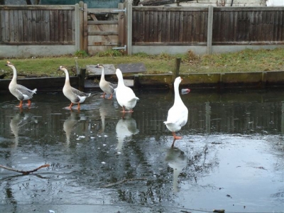 Geese walk on water....