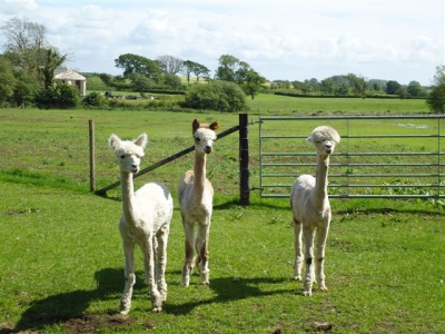 New friends on the Bowland Round