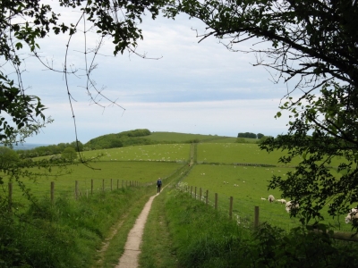 Along the South Downs Ridge