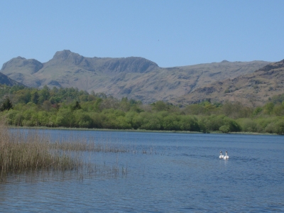 Two swans and the Langdale Pikes