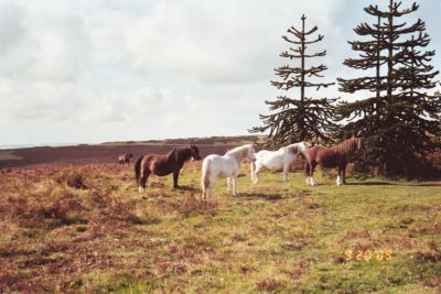 Wild Ponies on Hergest Ridge