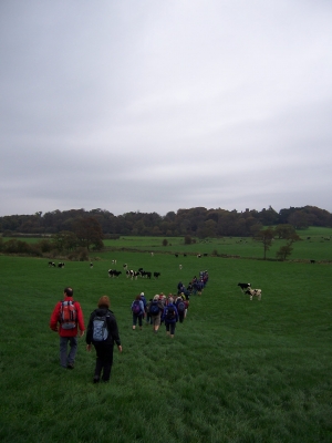 Mind the Cattle