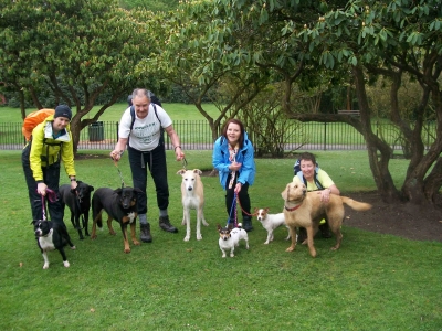 Seven doggy Rogues