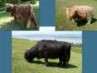 Highland Rogues