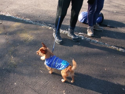 'Half a dog' Heidi and badge