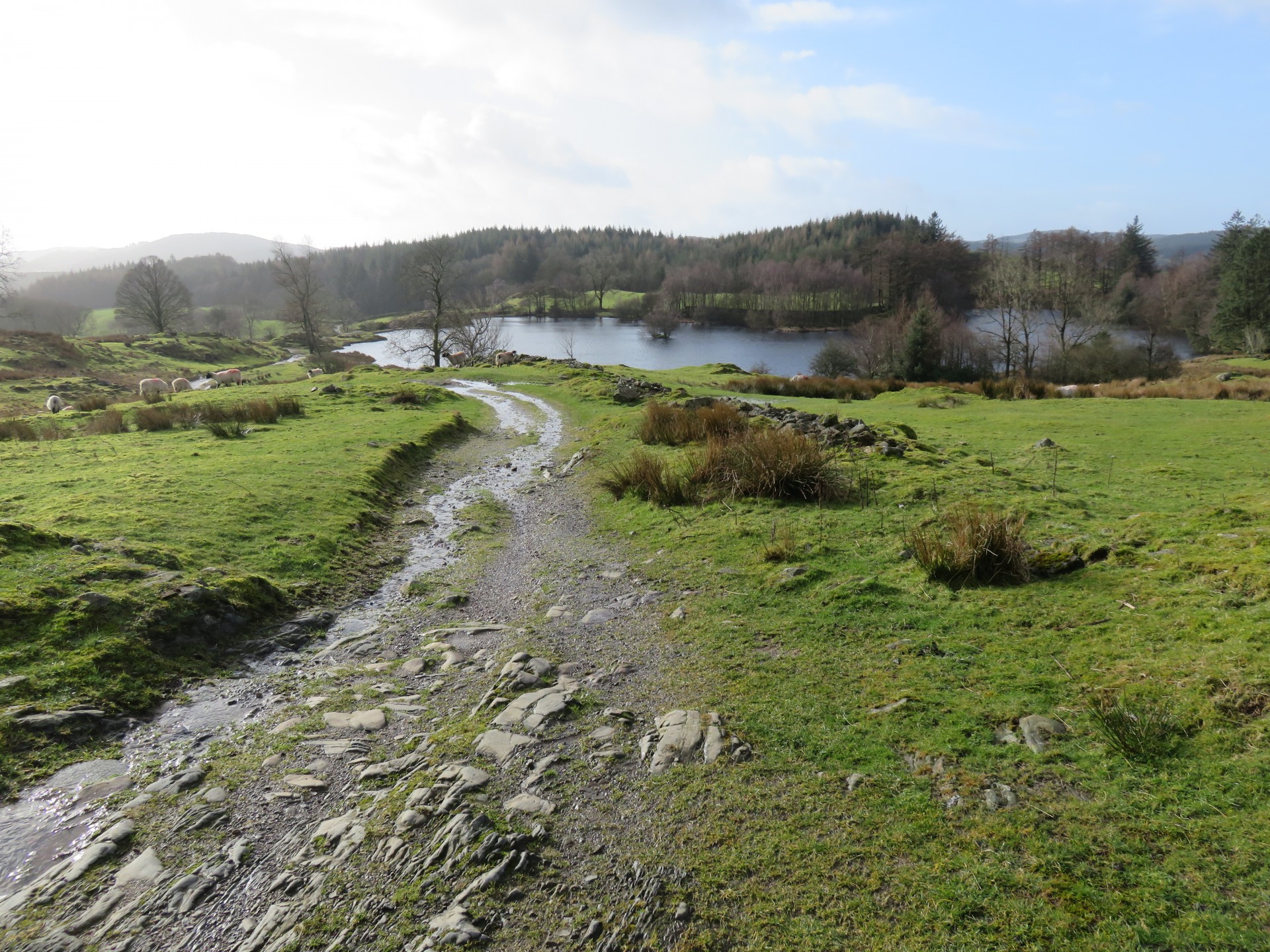 Moss Eccles Tarn Moss Eccles Tarn