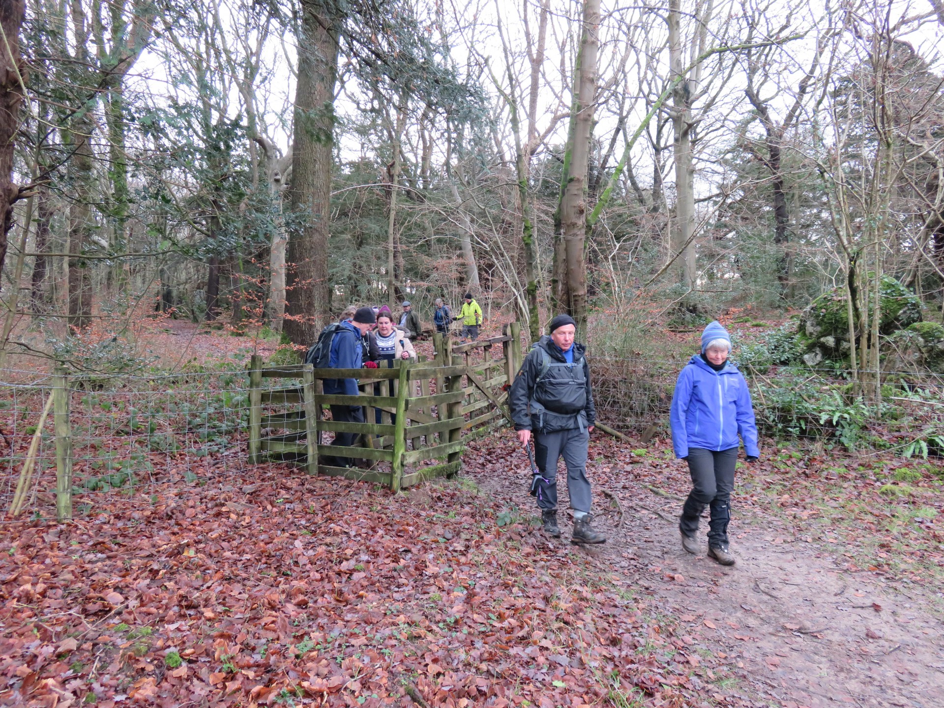 Lovely woodland