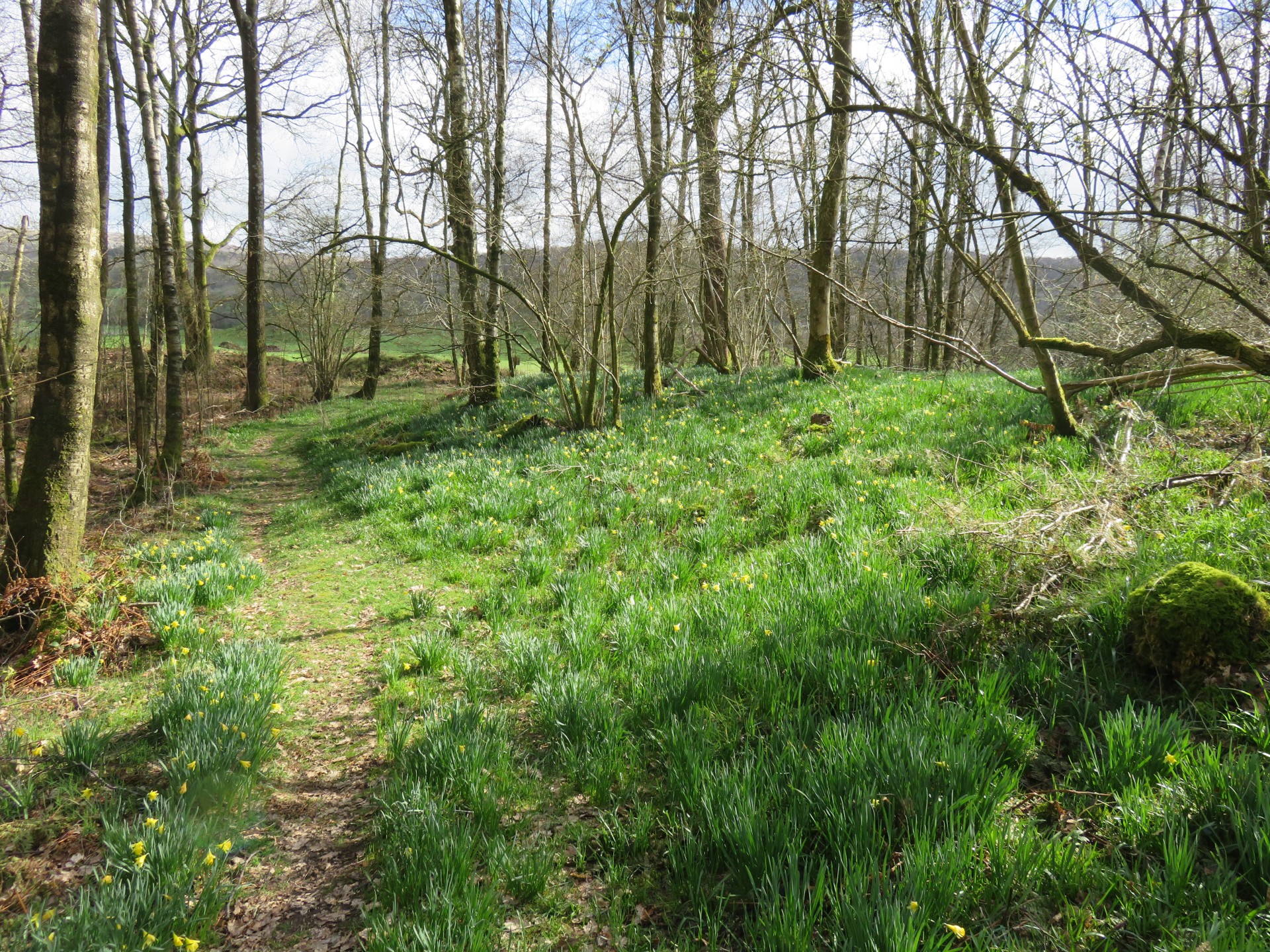 Gorgeous woodlands Gorgeous woodlands