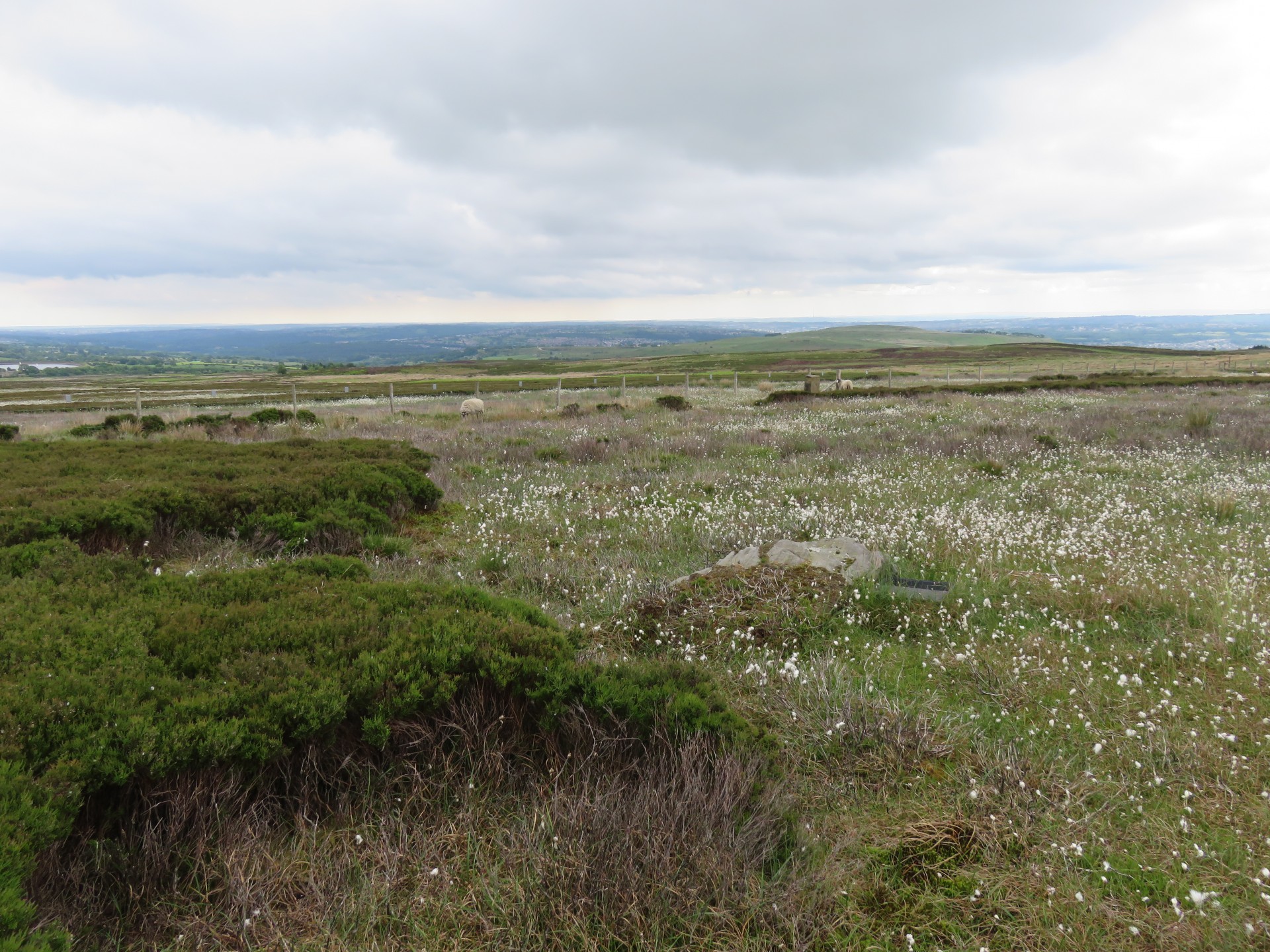 Cotton Grass Cotton Grass