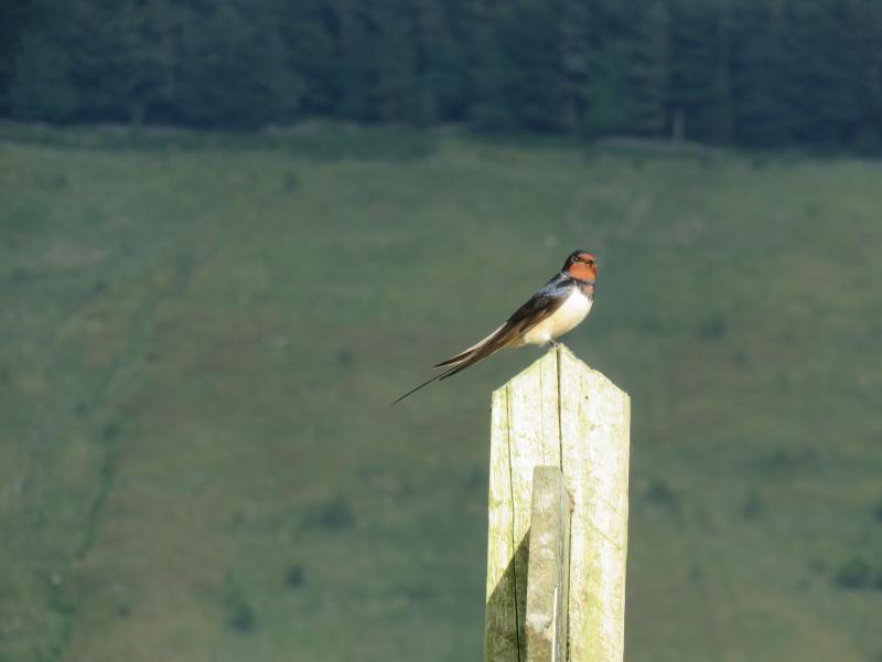 Swallow Swallow