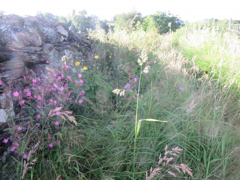 Meadow Flowers Meadow Flowers