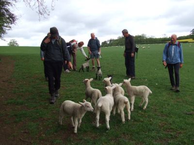 09 Lambs on The Wolds Way