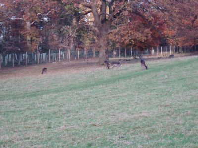Inquisitive Deer in Levens Park